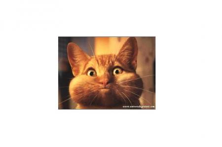 minou